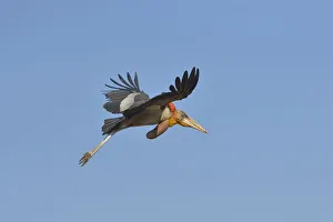 Greater Adjutant (Leptoptilos dubius) adult in flight over a garbage dump against a blue sky, Guwahati, Assam, India