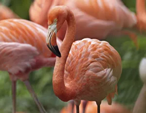 Greater Flamingo (Phoenicopterus ruber), Jurong Bird Park, Singapore Greater Flamingo (Phoenicopterus ruber), Jurong Bird Park, Singapore