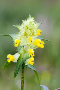 Greater Yellowrattle (Rhinanthus angustifolius) flower, Den Helder, Noord-Holland Greater Yellowrattle (Rhinanthus angustifolius) flower, Den Helder, Noord-Holland
