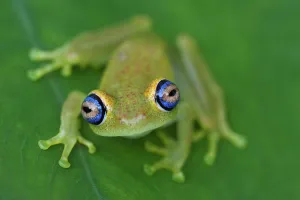 Green Bright-eyed Frog (Boophis viridis), Andasibe-Mantadia National Park, Madagascar Green Bright-eyed Frog (Boophis viridis), Andasibe-Mantadia National Park, Madagascar