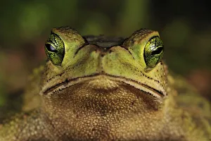 Green Climbing Toad (Bufo coniferus), Piedras Blancas National Park, Costa Rica Green Climbing Toad (Bufo coniferus), Piedras Blancas National Park, Costa Rica