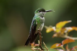 Hummingbird Prints: Green-crowned Brilliant (Heliodoxa jacula) female calling, Costa Rica