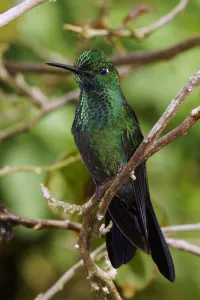 Green-crowned Brilliant (Heliodoxa jacula) male, Costa Rica
