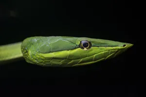 Detail Prints: Green Vine Snake (Oxybelis fulgidus) close up, Utila, Honduras