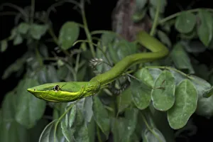 Green Vine Snake (Oxybelis fulgidus) on vegetation, Utila, Honduras