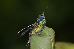 Green Violet-ear (Colibri thalassinus) hummingbird displaying, Costa Rica Green Violet-ear (Colibri thalassinus) hummingbird displaying, Costa Rica