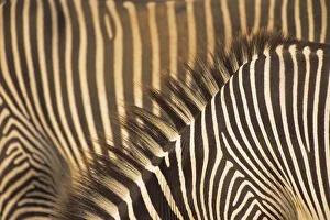 Detail Prints: Grevyaes Zebra (Equus grevyi) stripe pattern in close up, Kenya, Samburu National Reserve