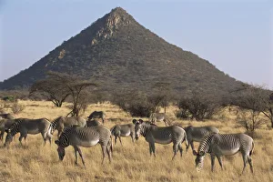 Grevyaes zebra grazing (Equus grevyi) grazing, Kenya, Samburu National Reserve