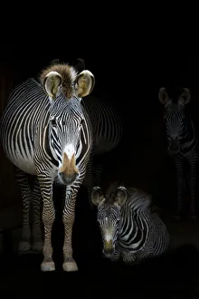Abstract Prints: Grevyaes Zebras (Equus grevyi) mother standing in the dark in the stable entrance with