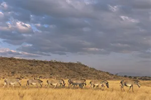 Horse Prints: Grevyaes zebras (Equus grevyi) on the move, Kenya, Samburu National Reserve