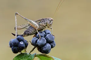 Grey Bush Cricket (Platycleis albopunctata) on berries, Noord-Holland, The Netherlands