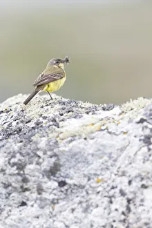 Grey-headed Wagtail (Motacilla flava thunbergi) female standing with beak full of insects, More og Romsdal, Norway Grey-headed Wagtail (Motacilla flava thunbergi) female standing with beak full of insects, More og Romsdal, Norway