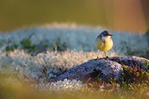 Grey-headed Wagtail (Motacilla flava thunbergi) female standing on stone, More og Romsdal, Norway