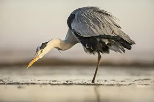 Grey Heron (Ardea Cinera) hunting in shallow water, Kiskunsagi National Park, Bacs-Kiskun, Hungary Grey Heron (Ardea Cinera) hunting in shallow water, Kiskunsagi National Park, Bacs-Kiskun, Hungary