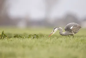 The Netherlands Prints: Grey Heron (Ardea cinerea) adult foraging in grassland