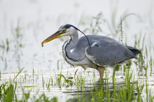 Grey Heron (Ardea Cinerea) caught a small fish, Zwolle, Overijssel, The Netherlands Grey Heron (Ardea Cinerea) caught a small fish, Zwolle, Overijssel, The Netherlands