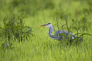 June Prints: Grey Heron (Ardea Cinerea) hunting in the swamp and looking at camera