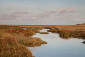 Landscape Prints: Grey Heron (Ardea cinerea) in landscape, Texel, Noord-Holland, The Netherlands