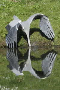 Hunting Prints: Grey Heron (Ardea cinerea) lunging for fish at waters edge, Kassel, Hessen, Germany