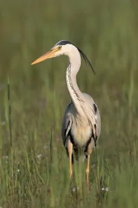 Natuurmonumenten Prints: Grey Heron (Ardea cinerea) standing amidst vegetation, Waal en Burg, Texel, Noord-Holland