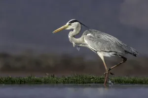 Africa Prints: Grey heron (Ardea cinerea) walking through the water, Mkuze, Kwazula-Natal, South-Africa