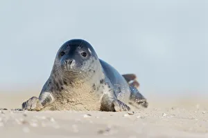 Grey seal (Halichoerus grypus) resting on a sandy beach, de Hors, Texel, Noord Holland