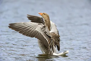 Stretching Prints: After this Greylag Goose (Anser anser) has cleaned its feathers he started shaking