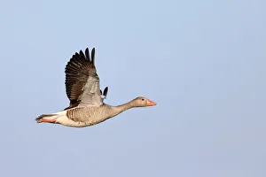Greylag Goose (Anser anser) in flight against a blue sky, Texel, Noord-Holland Greylag Goose (Anser anser) in flight against a blue sky, Texel, Noord-Holland