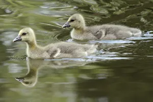 Waterfowl Prints: Greylag Goose (Anser anser) goslings, Kassel, Hessen, Germany