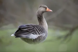 Waterfowl Prints: Greylag Goose (Anser anser), Kassel, Hessen, Germany