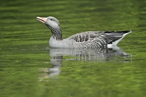 Waterfowl Prints: Greylag Goose (Anser anser) on lake, Kassel, Hessen, Germany
