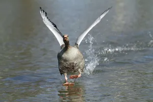 Greylag Goose (Anser anser) male taking flight from lake, Kassel, Hessen, Germany