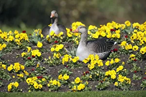 Waterfowl Prints: Greylag Goose (Anser anser) pair in park amid pansies, Kassel, Hessen, Germany