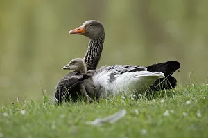 Waterfowl Prints: Greylag Goose (Anser anser) parent with gosling, Kassel, Hessen, Germany