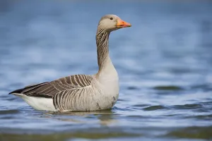 Greylag Goose (Anser anser) stading in the water, The Netherlands, Noord-Holland Greylag Goose (Anser anser) stading in the water, The Netherlands, Noord-Holland