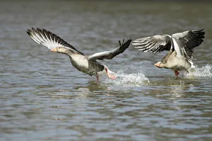 Waterfowl Prints: Greylag Goose (Anser anser) territorial males chasing each other over lake, Kassel