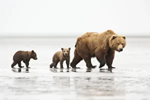 Grizzly Bear (Ursus arctos horribilis) with two first year cubs on muddy estuary at low Grizzly Bear (Ursus arctos horribilis) with two first year cubs on muddy estuary at low
