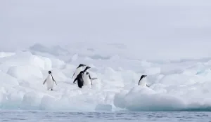 Cold Prints: Group of Adelie Penguin (Pygoscelis adeliae) on Paulet Island, Antarctica