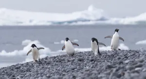 Cold Prints: Group of four Adelie Penguins (Pygoscelis adeliae), Paulet Island, Antarctica