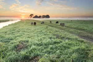 Group of Domestic Sheep (Ovis aries) grazing in meadow at misty morning with farm in the Group of Domestic Sheep (Ovis aries) grazing in meadow at misty morning with farm in the