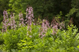 Wide Angle View Prints: Group of flowering Dittany (Dictamnus albus) in downy oawk forest habitat, Kaiserstuhl
