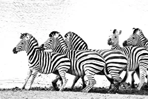 Black Prints: Group of frightened Burchellaes Zebras (Equus quagga burchellii