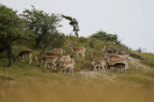 Dune Landscape Prints: group of male fallow deer (Dama dama) fouraging in dune landscape