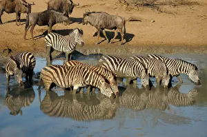 Top View Prints: Group of Plains Zebraaes (Equus burchellii) and Blue Wildebeest(Connochaetus taurinus