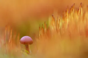 Mushroom Prints: Hairy Leg Bell (Galerina vittiformis) between flowering Bristly Haircap