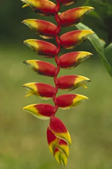 Tropical Prints: Hanging Heliconia (Heliconia rostrata) blooming in rainforest, Peru to Belize