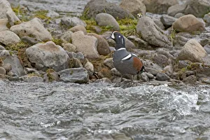 Fauna Prints: Harlequin Duck (Histrionicus histrionicus) standing at the waters edge on a stone