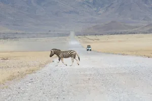 September Prints: Hartmannaes Mountain Zebra (Equus zebra hartmannae) crossing a road, Namibia
