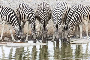 Waterhole Prints: Herd of Burchellaes Zebra (Equus quagga burchellii) in a row drinking at the edge of a