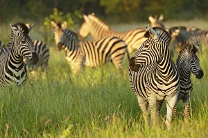 Herd of Plains Zebra (Equus quagga) standing in grassland, South Africa, Limpopo
